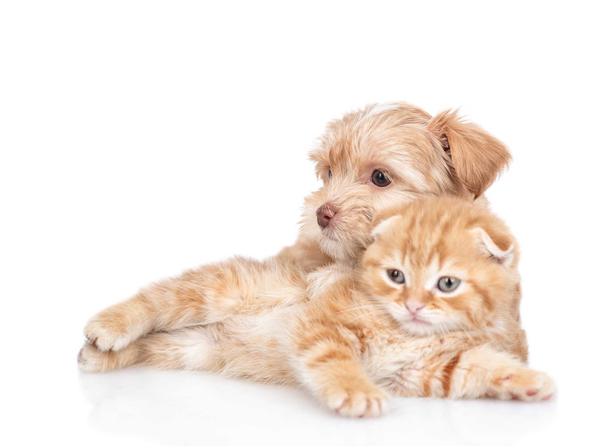 Pedigree dog and cat relaxing together