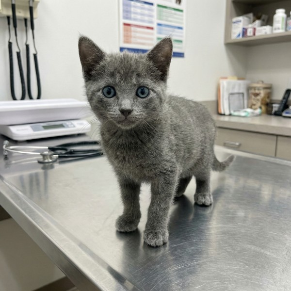 First vet visit