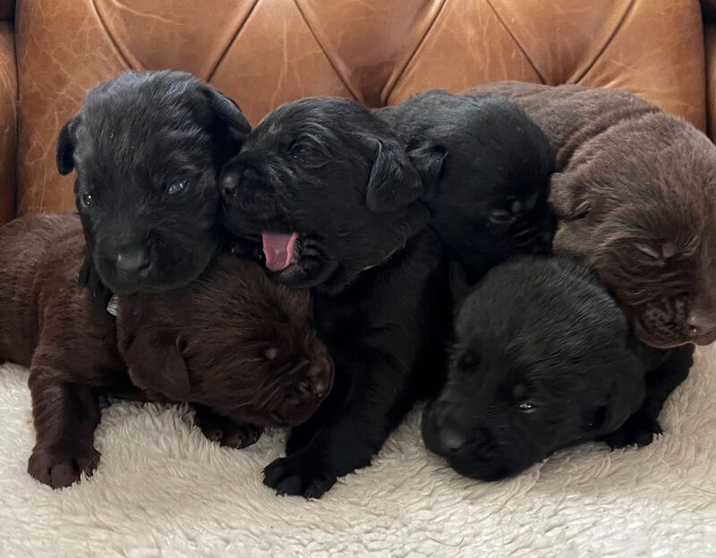 Kc shop reg puppies