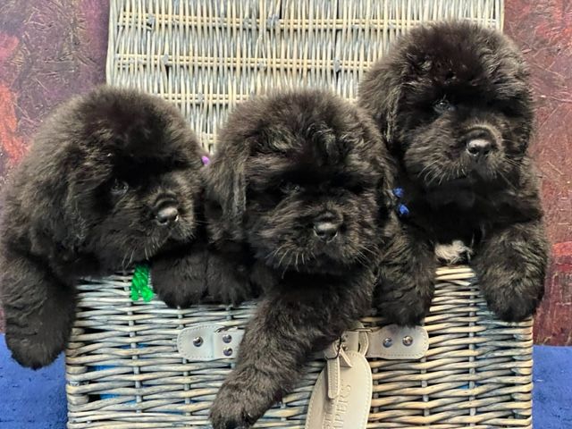 Newfoundland adoption best sale