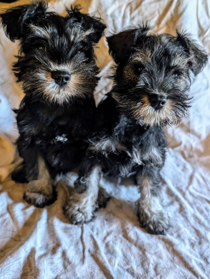 Pet image