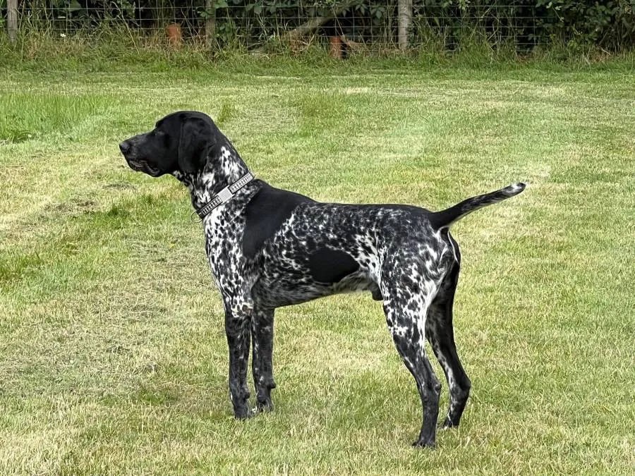 Black/White proven GSP at stud