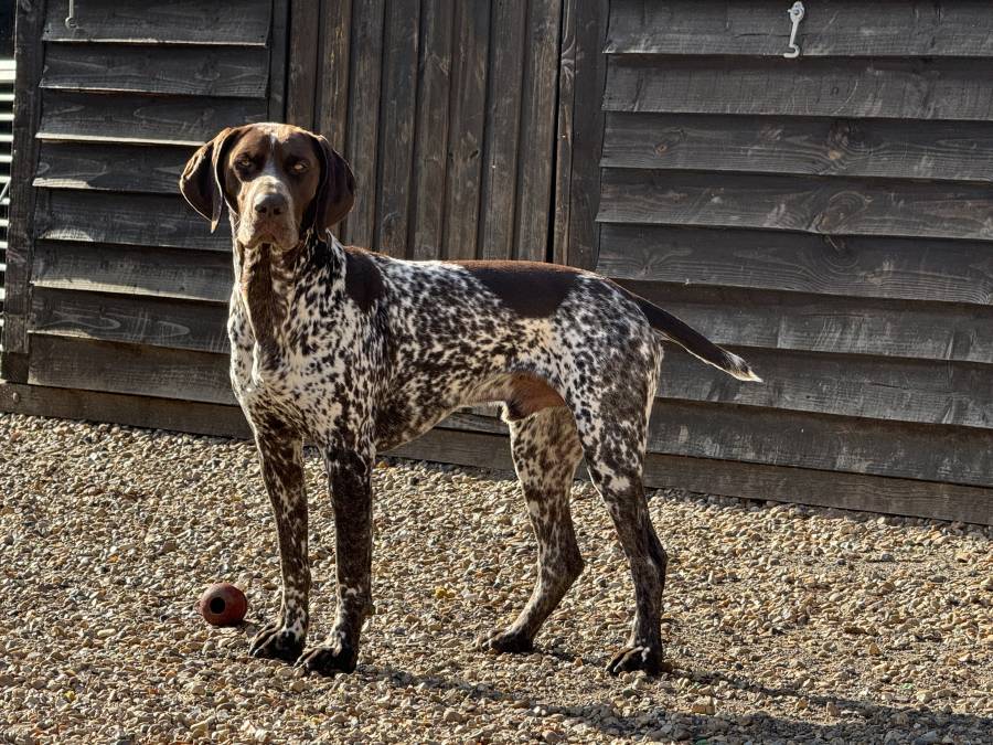 Pet image