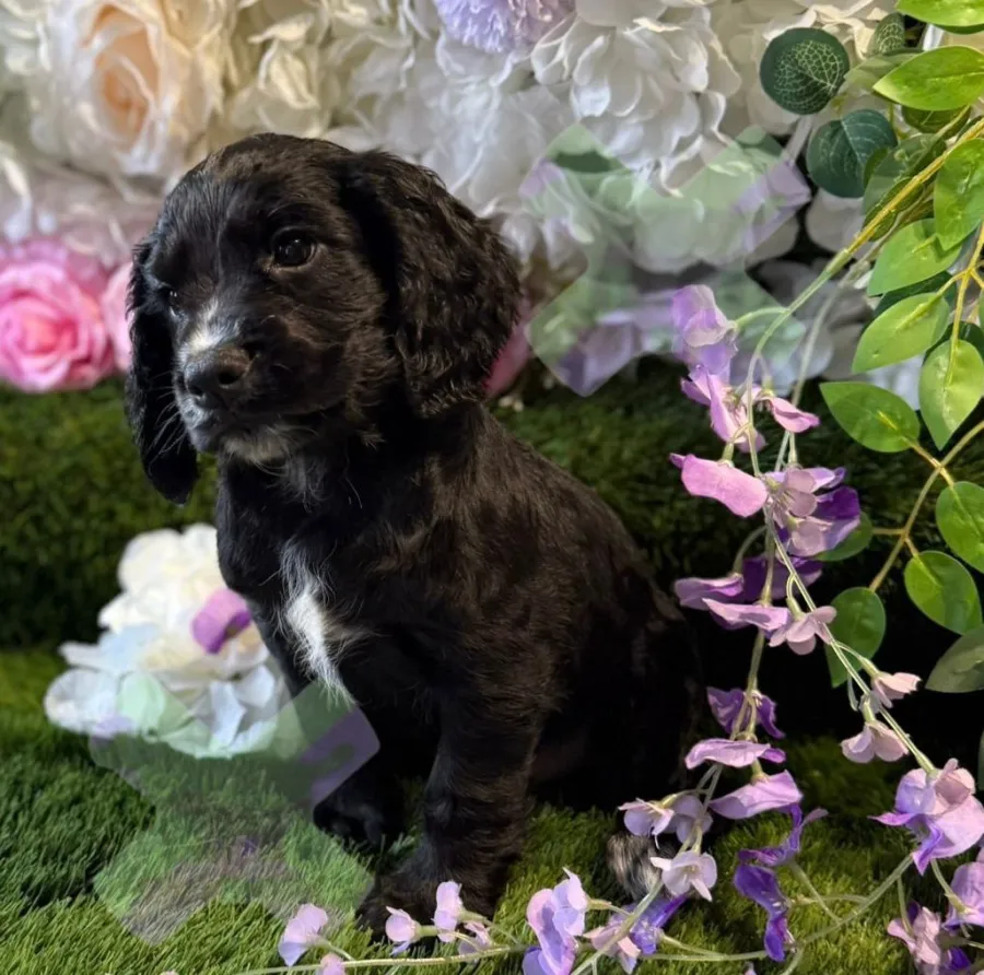 Kc cocker spaniel boys 17 dna health tested