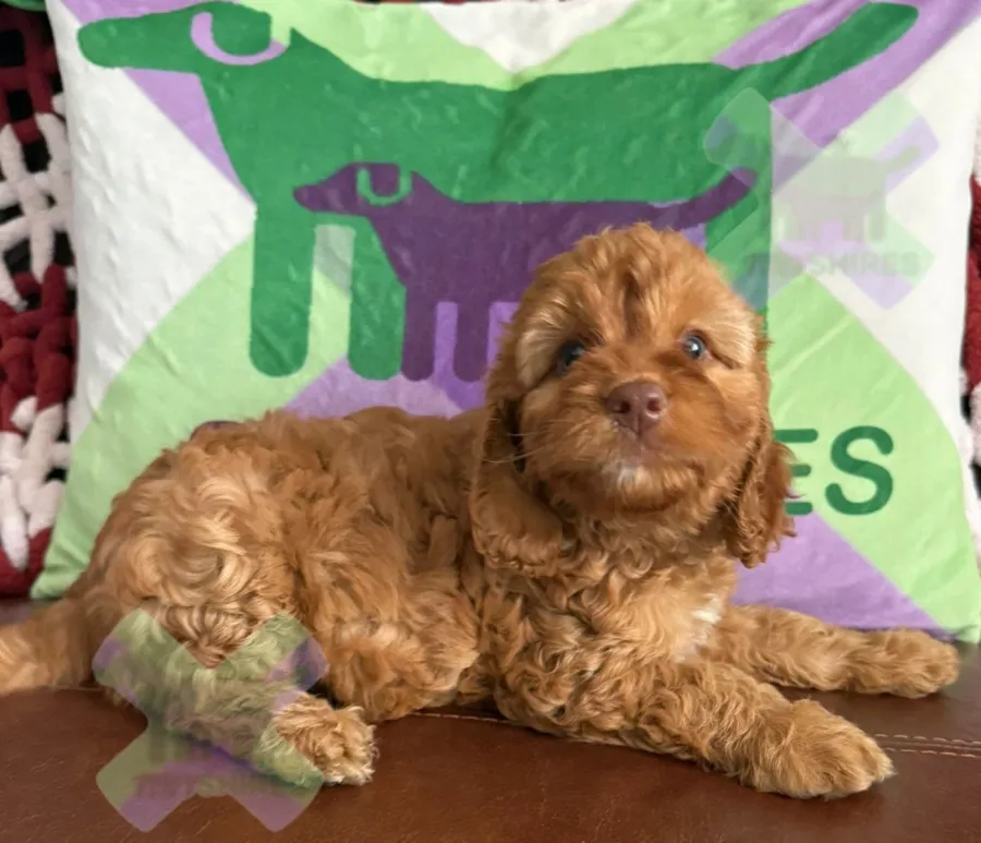 F1 mini fox red and white Cockapoo’s 30 DNA health tested clear