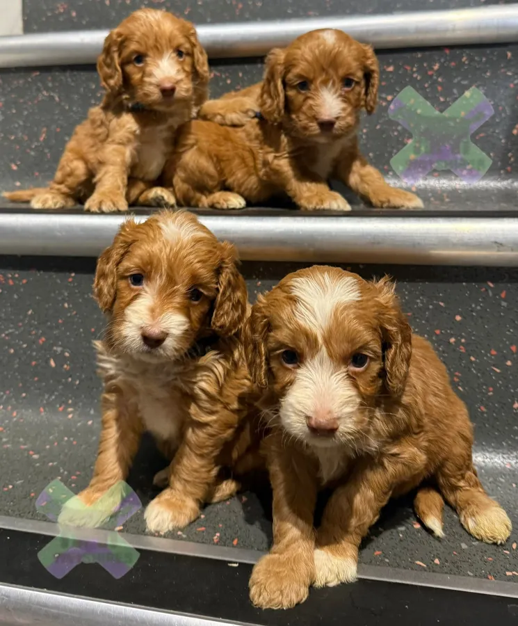 F1 Apricots and fox red and whites mini cockapoos 30 dna health tested clear