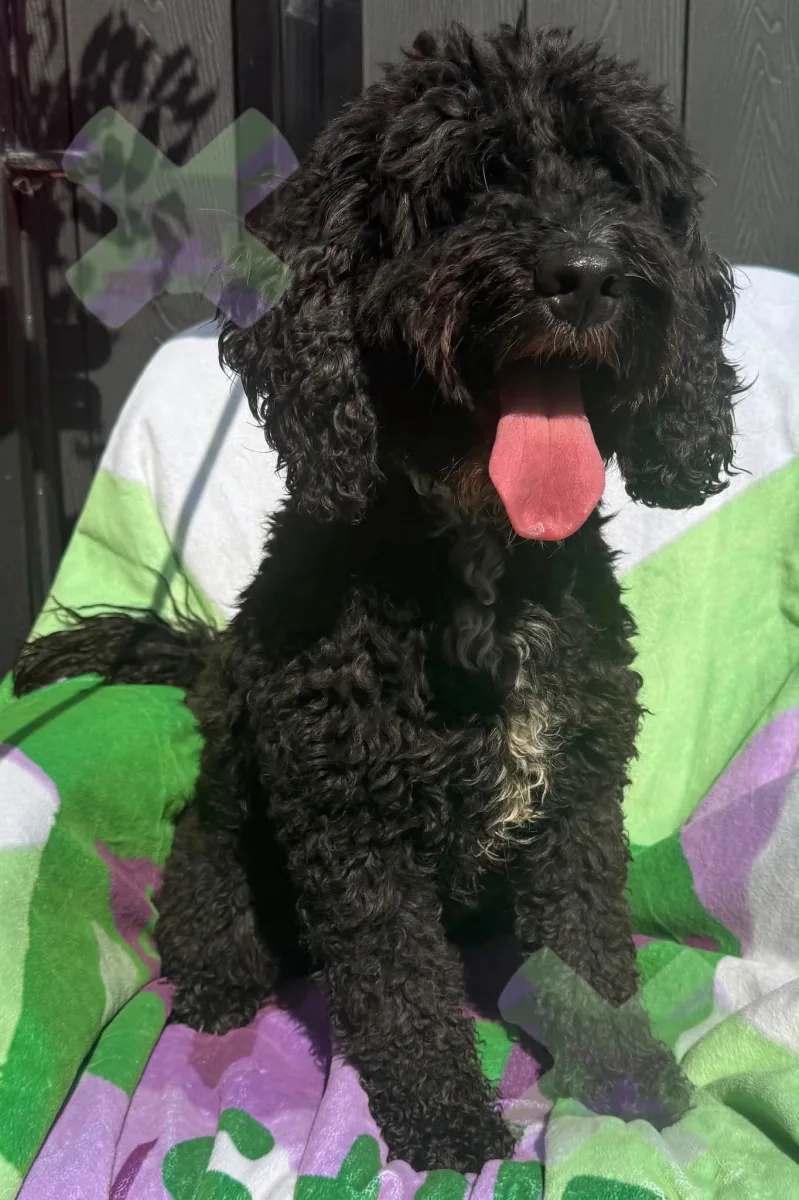 Adult f1 cockapoo boy black and white