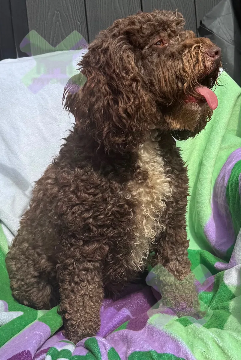 Adult f1 mini cockapoo chocolate girl 4 years