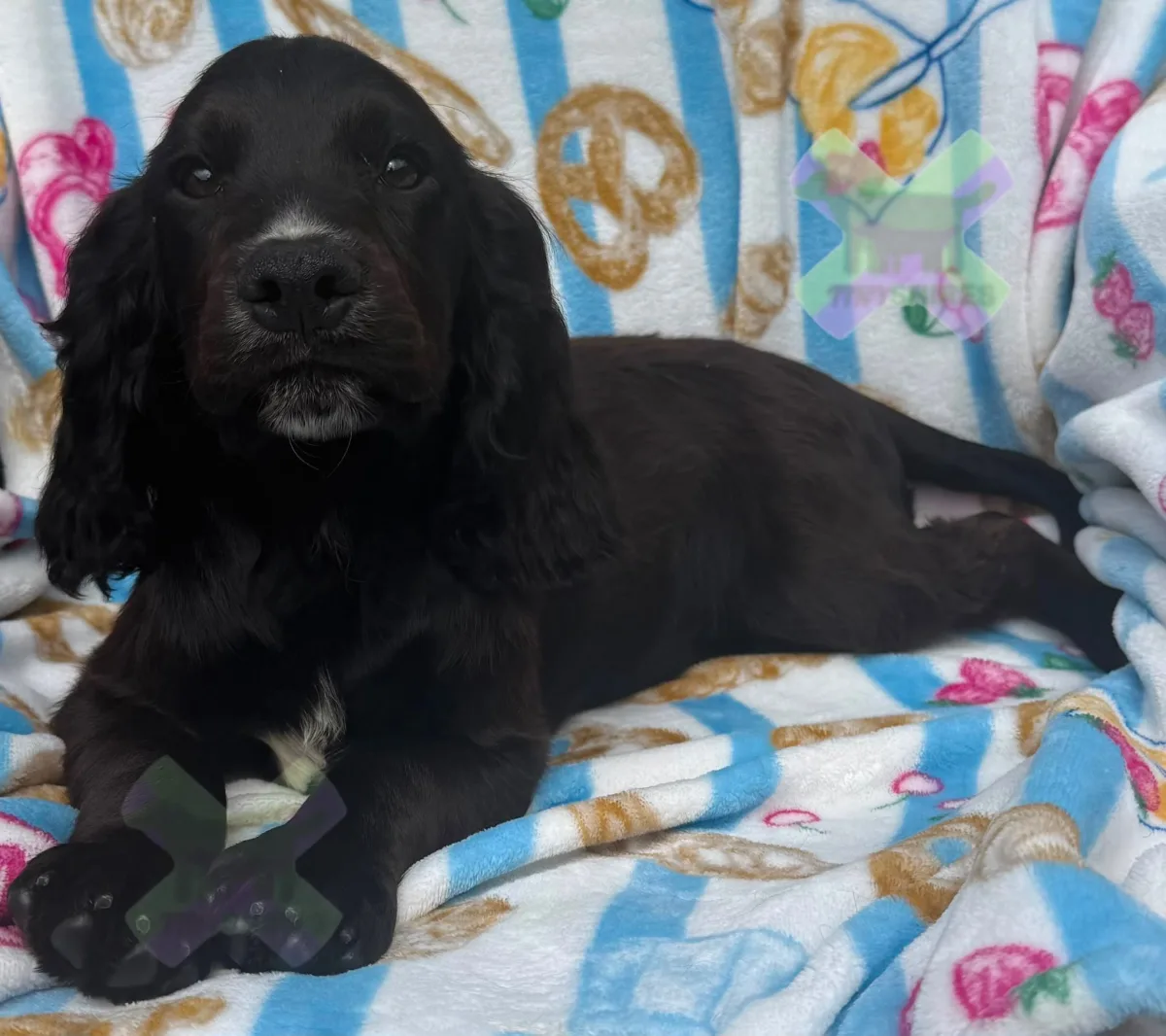 Kc cocker spaniel boys 17 dna health tested