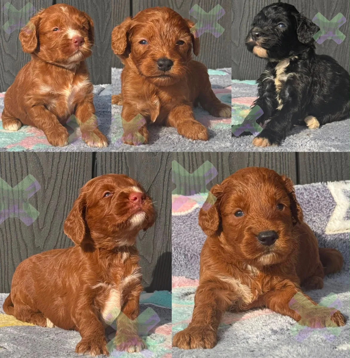 F1 mini cockapoos various colours 30 dna health tested clear