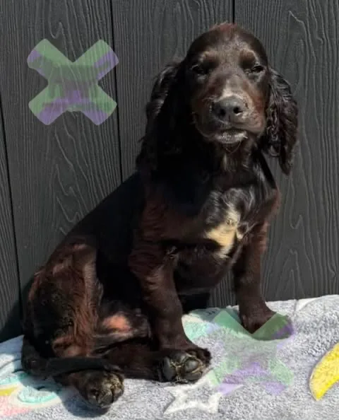 Kc cocker spaniel boy 17 dna health tested