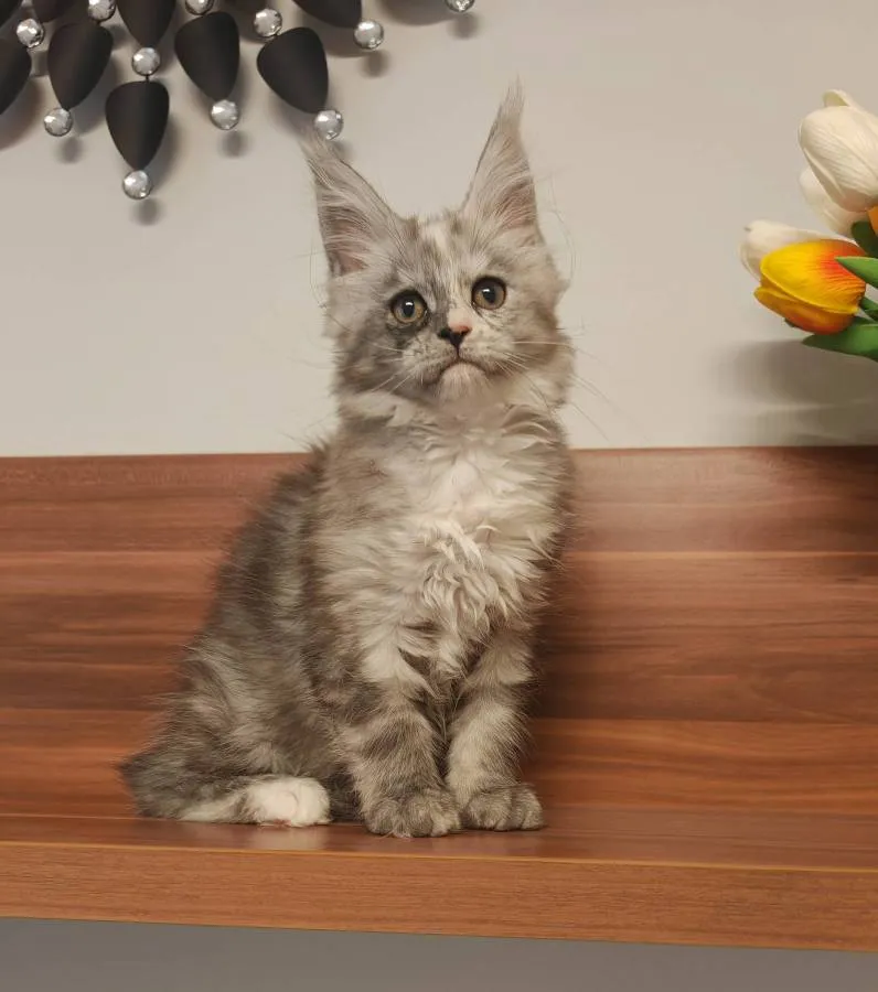 Female - Black smoke with white - Maine Coon with Fife pedigree