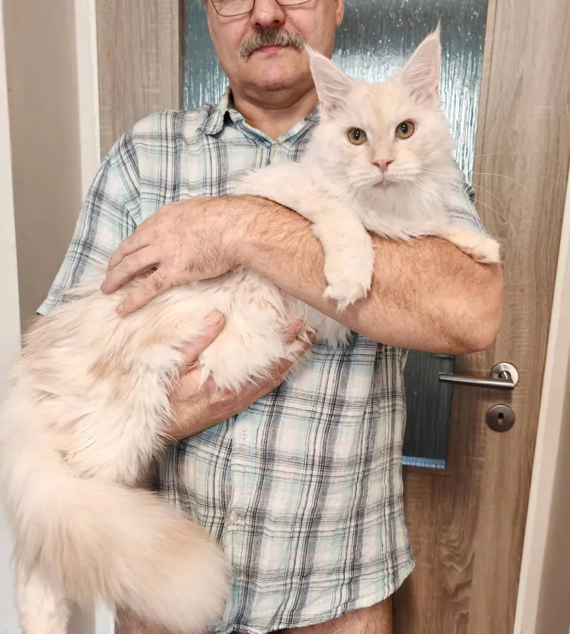 Male - red high smoke (ds) - Maine Coon with Fife pedigree