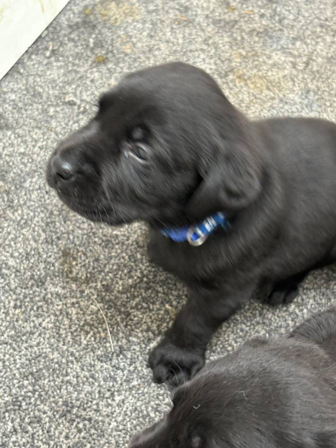 Pet image
