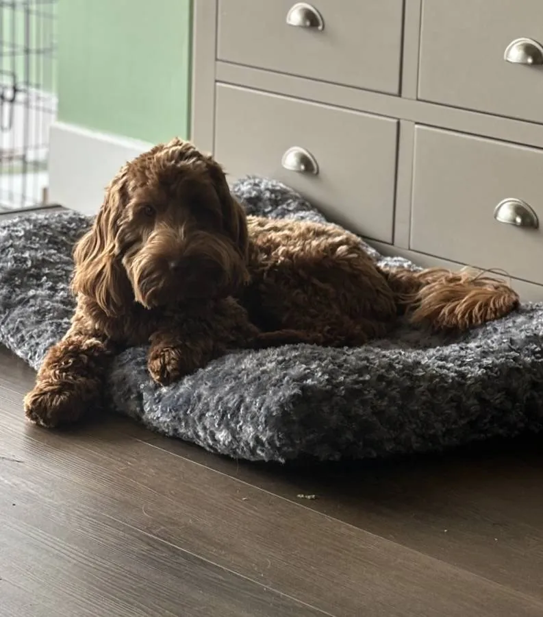 F1 Red PROVEN Cockapoo for stud - Extensive DNA Tests