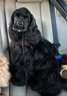 KC Proven American Cocker Spaniel stud Proven