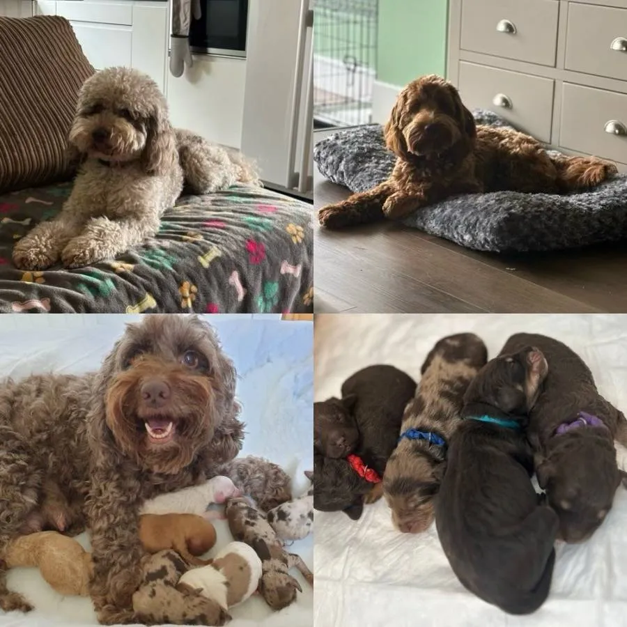 Chocolate Merle PROVEN cockapoo  - Proven Extensively DNA Tested CLEAR