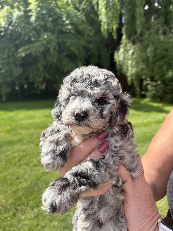Beautiful home breed puppies