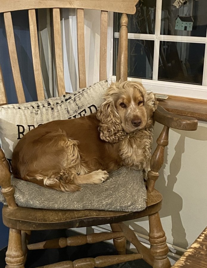 3 Beautiful F1 Cockapoo Girls