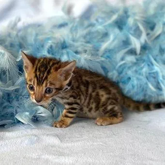 Bengal Kittens For Sale - pedigree (GCCF Registered)