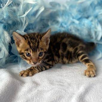 Pet image