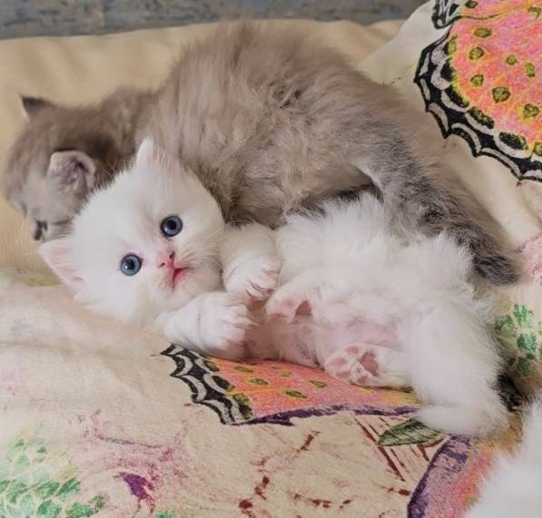 RARE SHORT LEG 'RUGHUGGER' PERSIAN MINUET