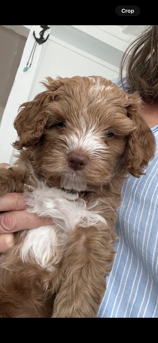 Pups all sold**Waiting list open for end 2027**Health tested parents+ DNA F/F stud