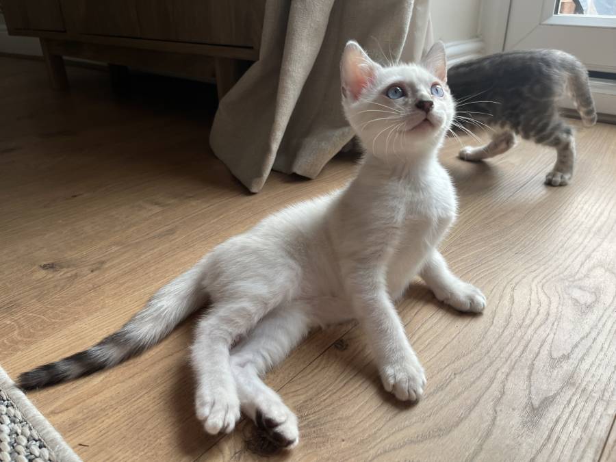 Pet image