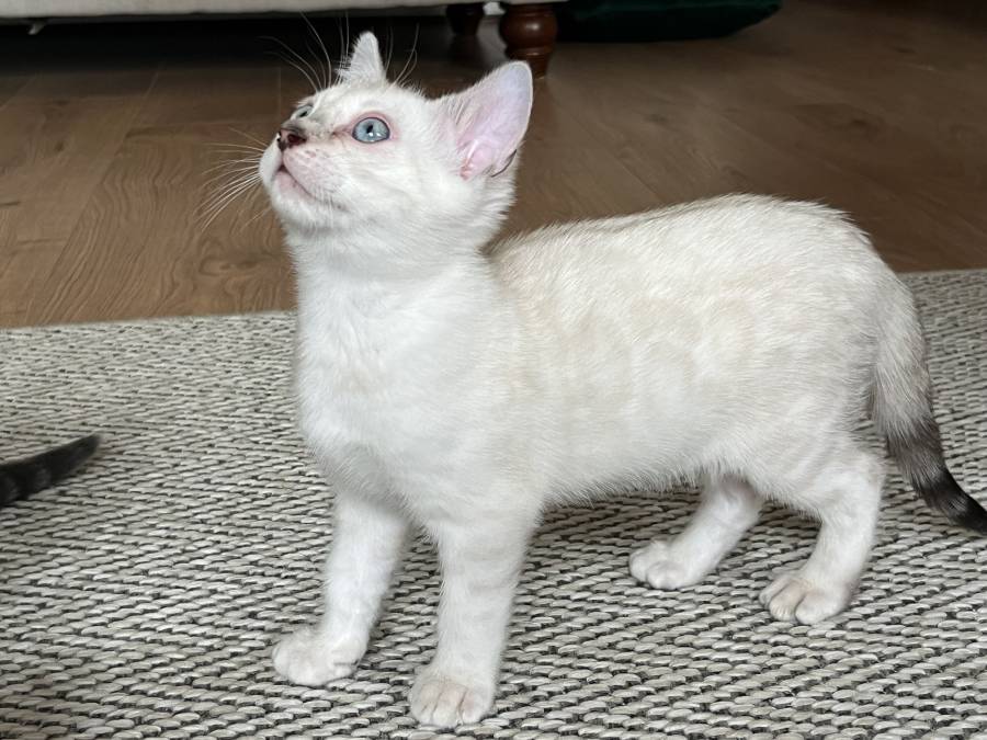 Pet image