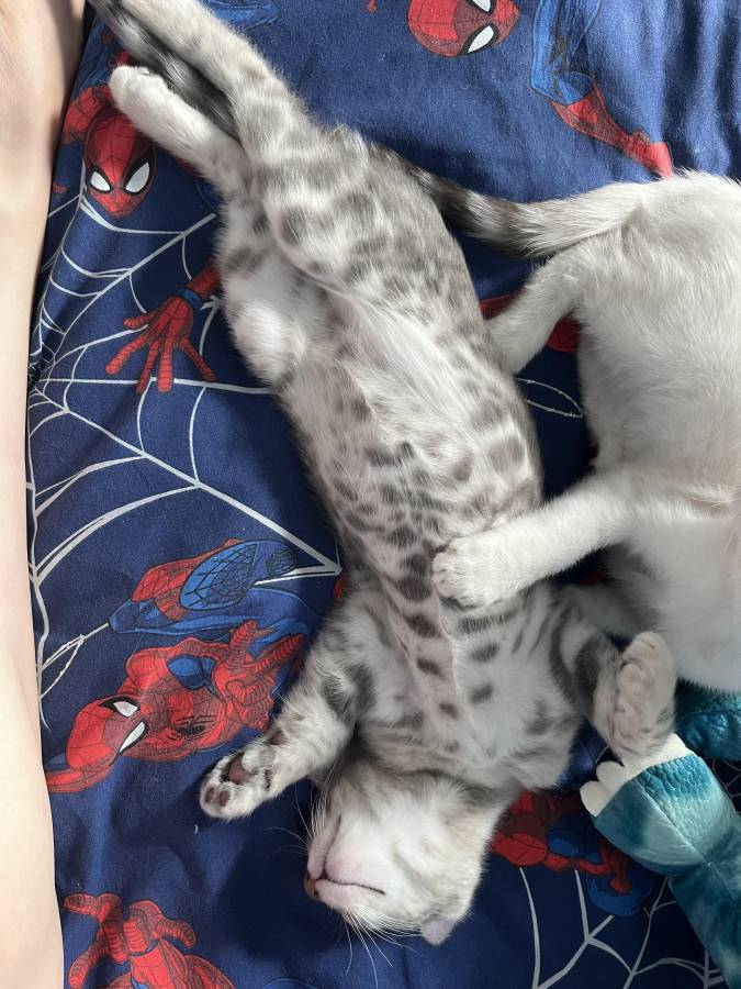 Pet image