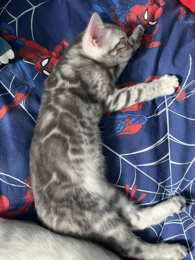 Pet image
