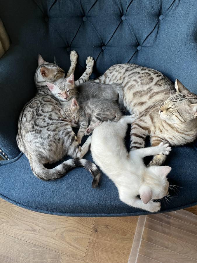 Pet image