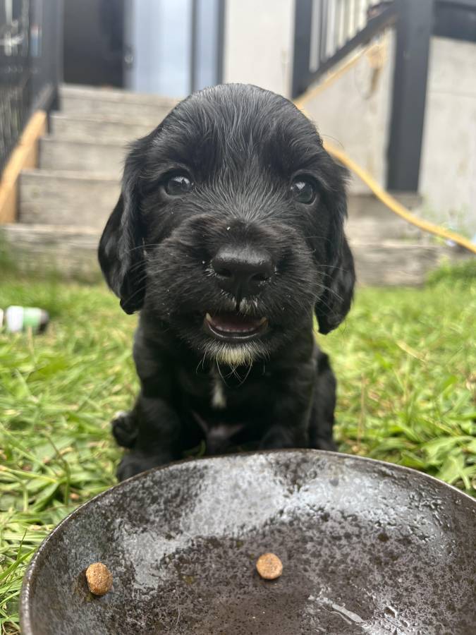 Pet image