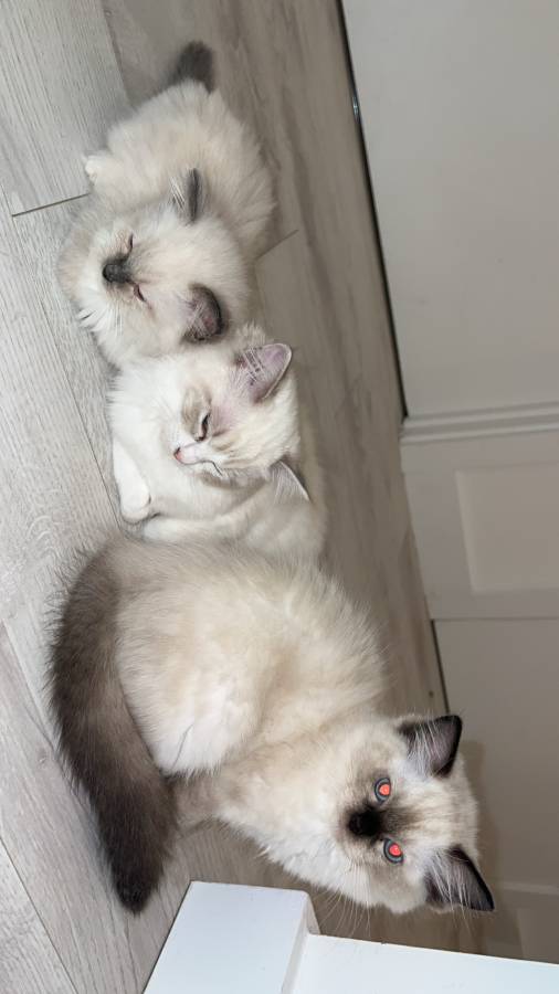 Pet image
