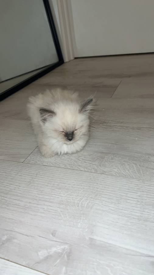 Pet image