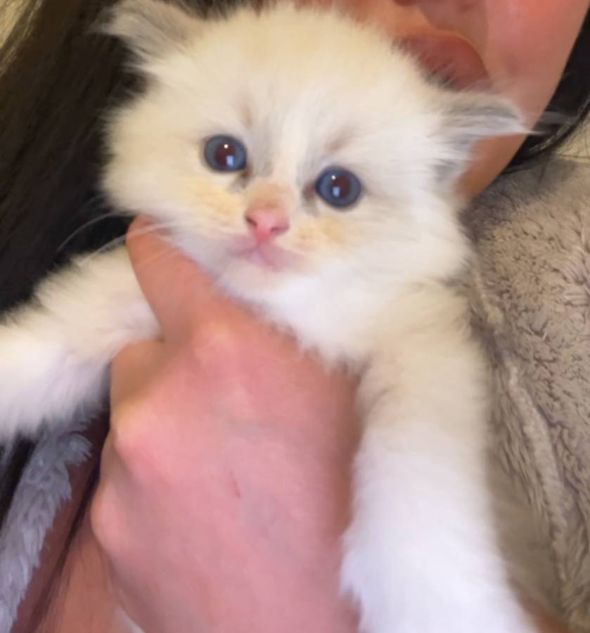 Pet image