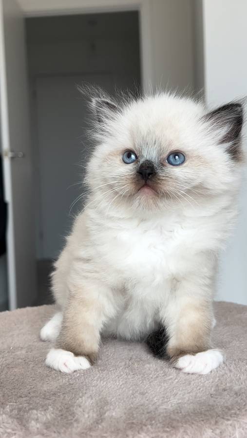 Pet image