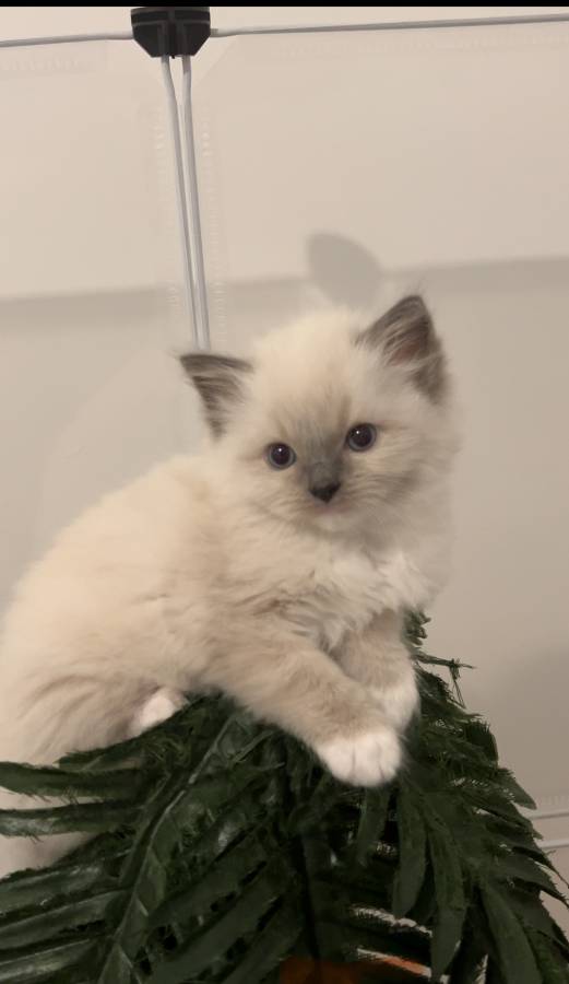 Pet image