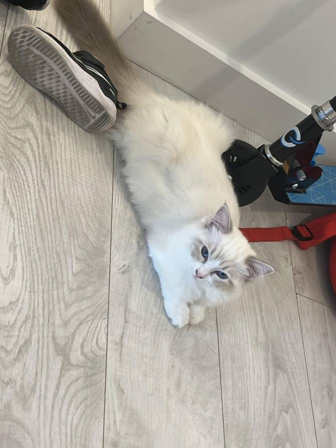 Pet image