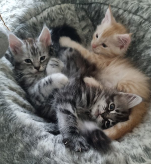 Beautiful GCCF registered maine coon kittens