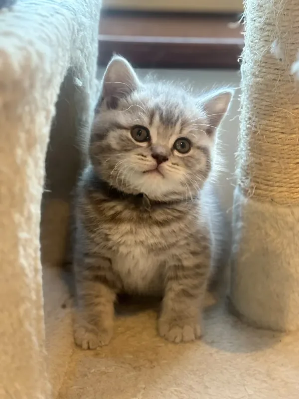 Beautiful BSH 4 x girl 1 x boy