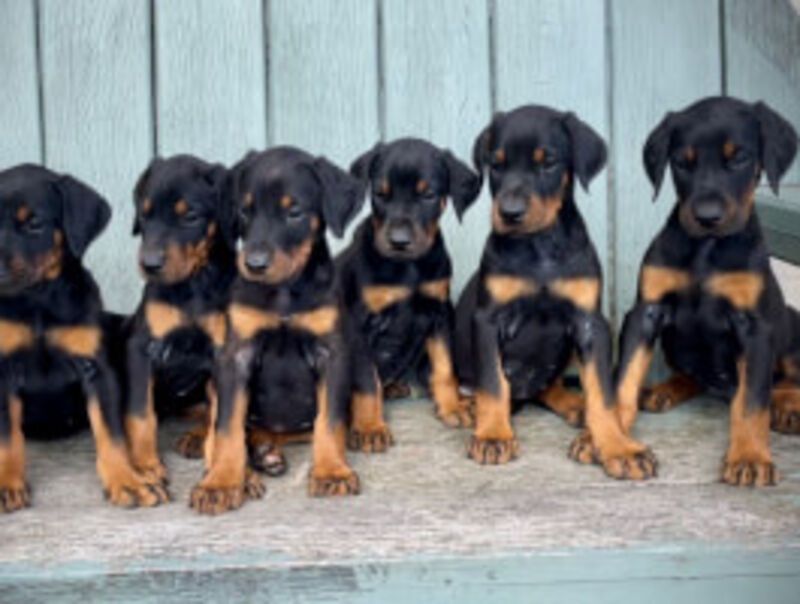 Beautiful KC registered Dobermann puppies from health tested parents. 
